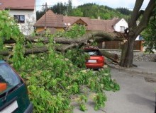 Kwikfynd Tree Cutting Services
moorara