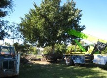 Kwikfynd Tree Management Services
moorara
