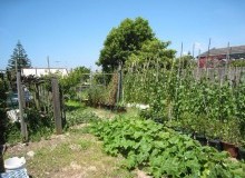 Kwikfynd Vegetable Gardens
moorara
